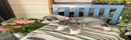 Miniature Schnauzer dogs for sale: Lilly - Ad 7