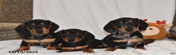 Miniature Dachshund dogs for sale: Bella   - Ad 3