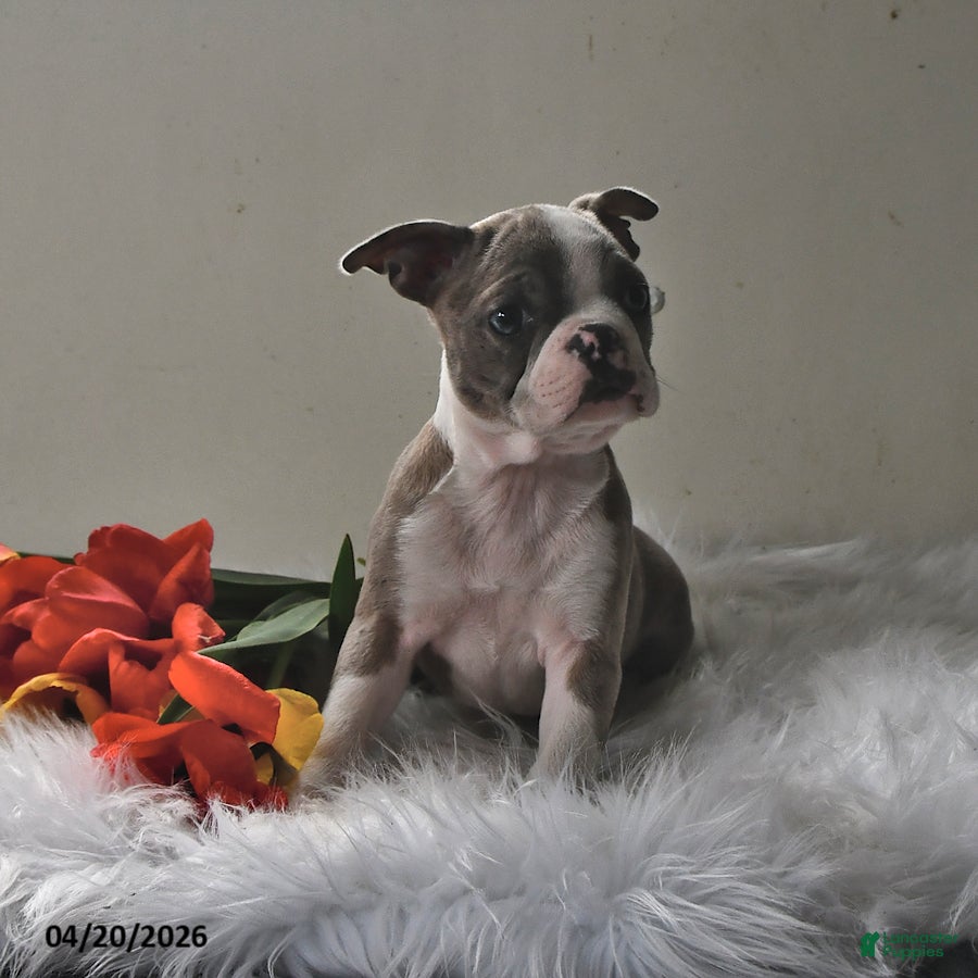 Boston Terrier dogs Cheyenne - Ad 1