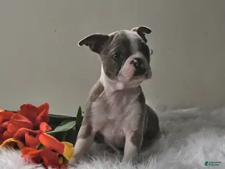 Boston Terrier dogs for sale: Cheyenne - Ad 1