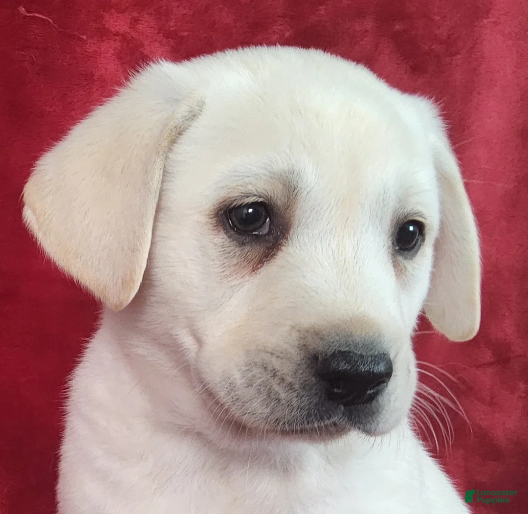 Labrador Retriever dogs for sale: Grant - Ad 1