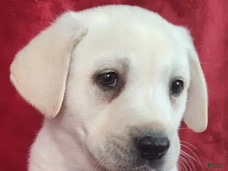 Labrador Retriever dogs for sale: Grant - Ad 4