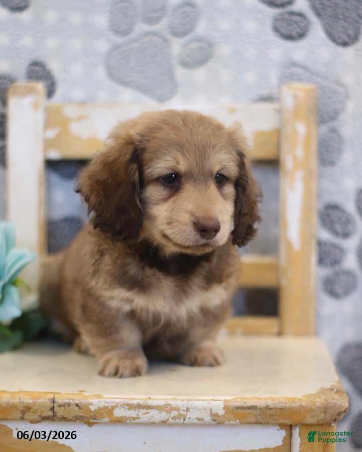 Miniature Dachshund dogs for sale: Zack - Ad 2