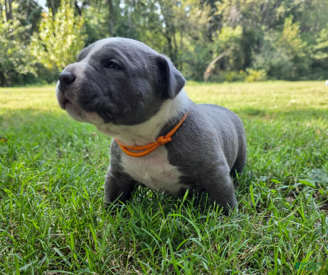 American Bully dogs for sale: American Bully 2 - Ad 2