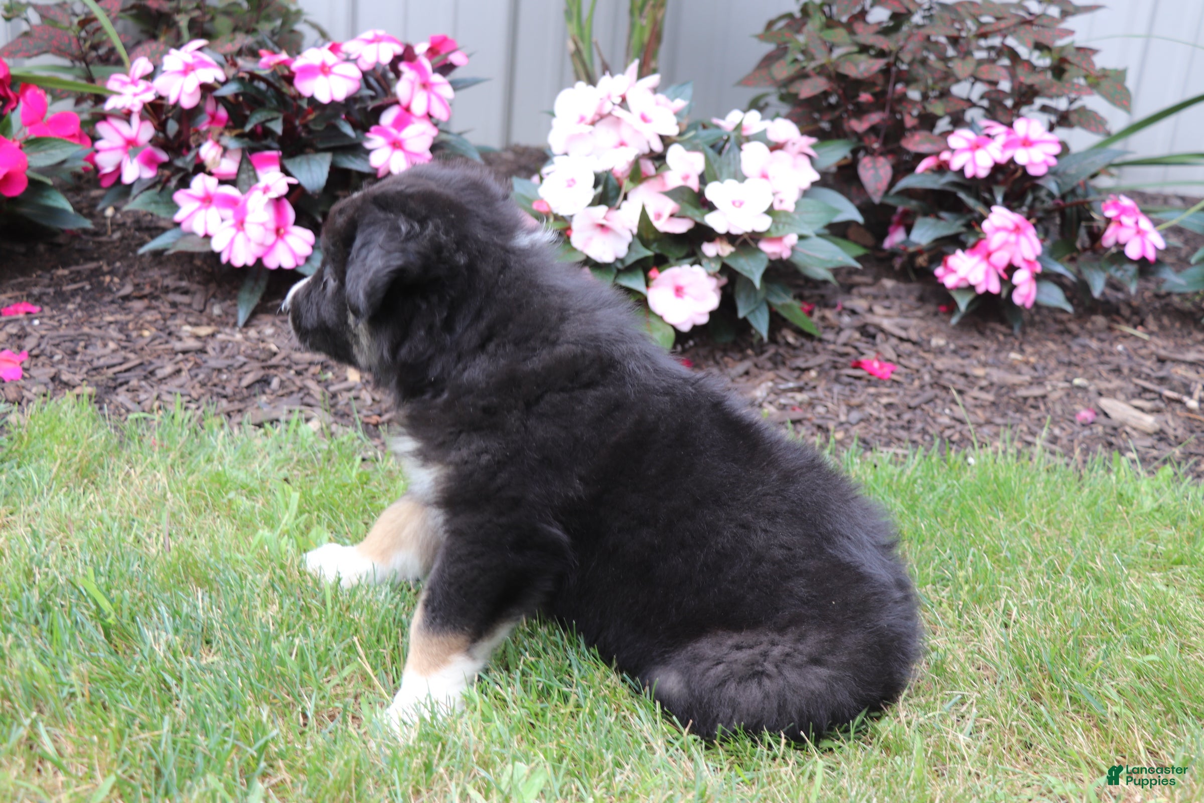Australian Shepherd dogs Smokey - Ad 2
