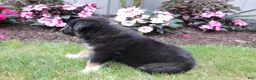 Australian Shepherd dogs for sale: Smokey - Ad 2