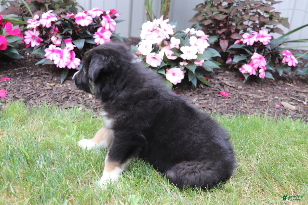 Australian Shepherd dogs for sale: Smokey - Ad 2