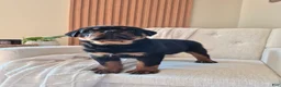 Rottweiler dogs for sale: Bruno - Ad 7