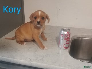 Mixed Breed dogs for sale: Kory - Ad 3