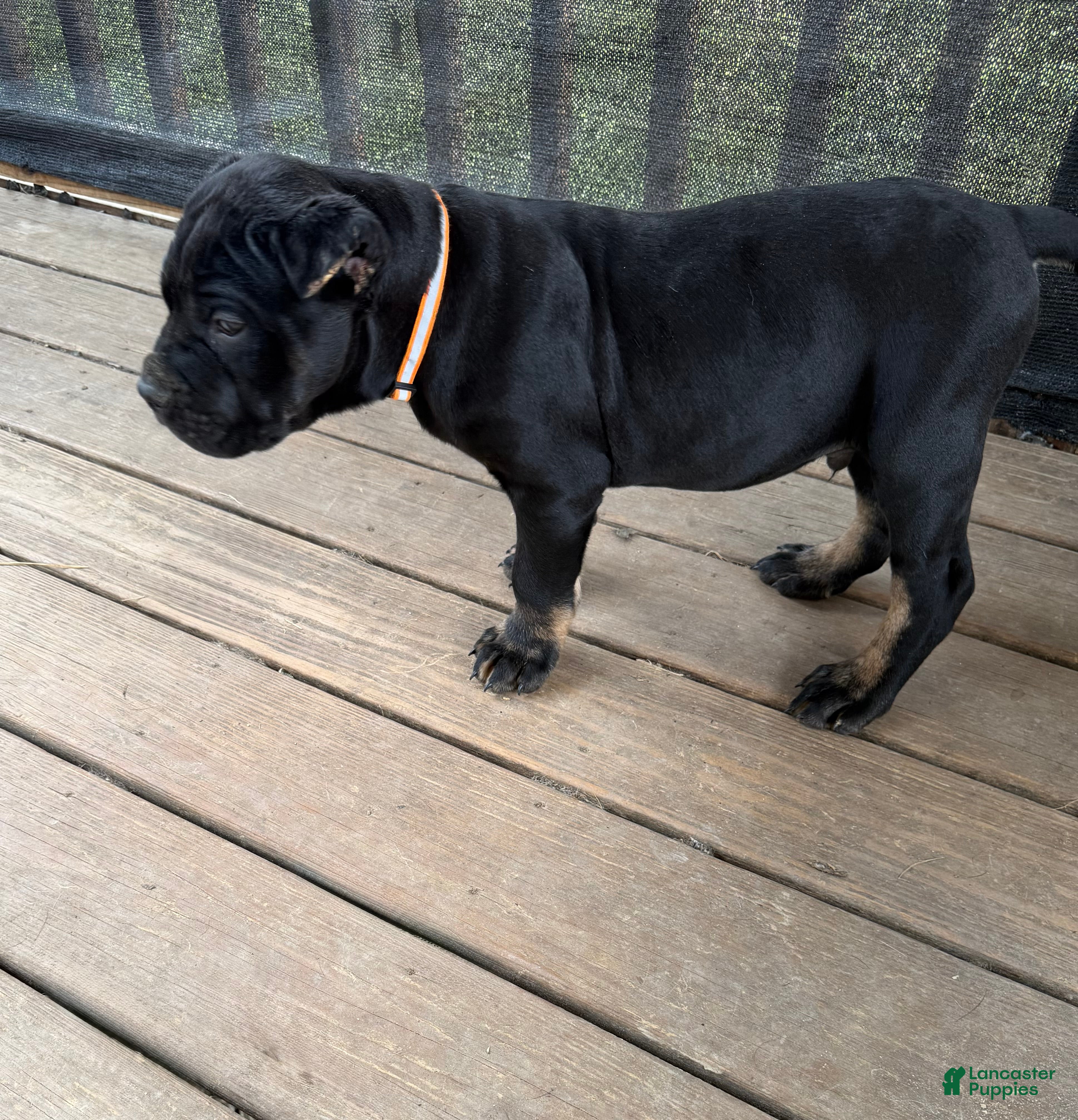 Cane Corso dogs Muscle Man  - Ad 2