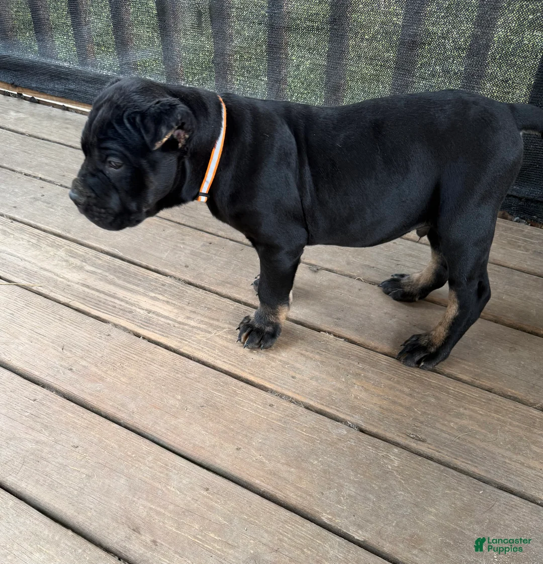 Cane Corso dogs for sale: Muscle Man  - Ad 2