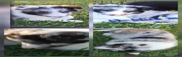Shetland Sheepdog dogs for sale: Willow - Ad 13