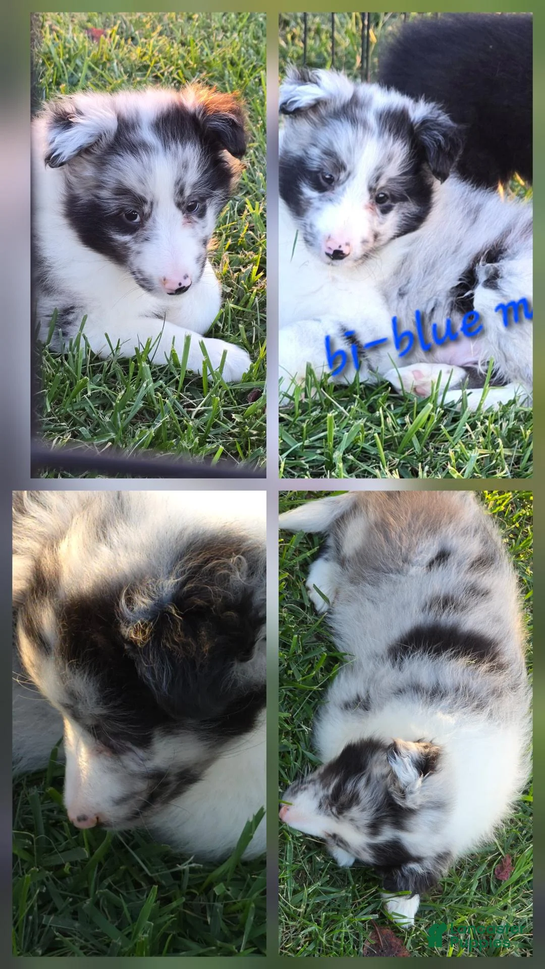 Shetland Sheepdog dogs for sale: Willow - Ad 13