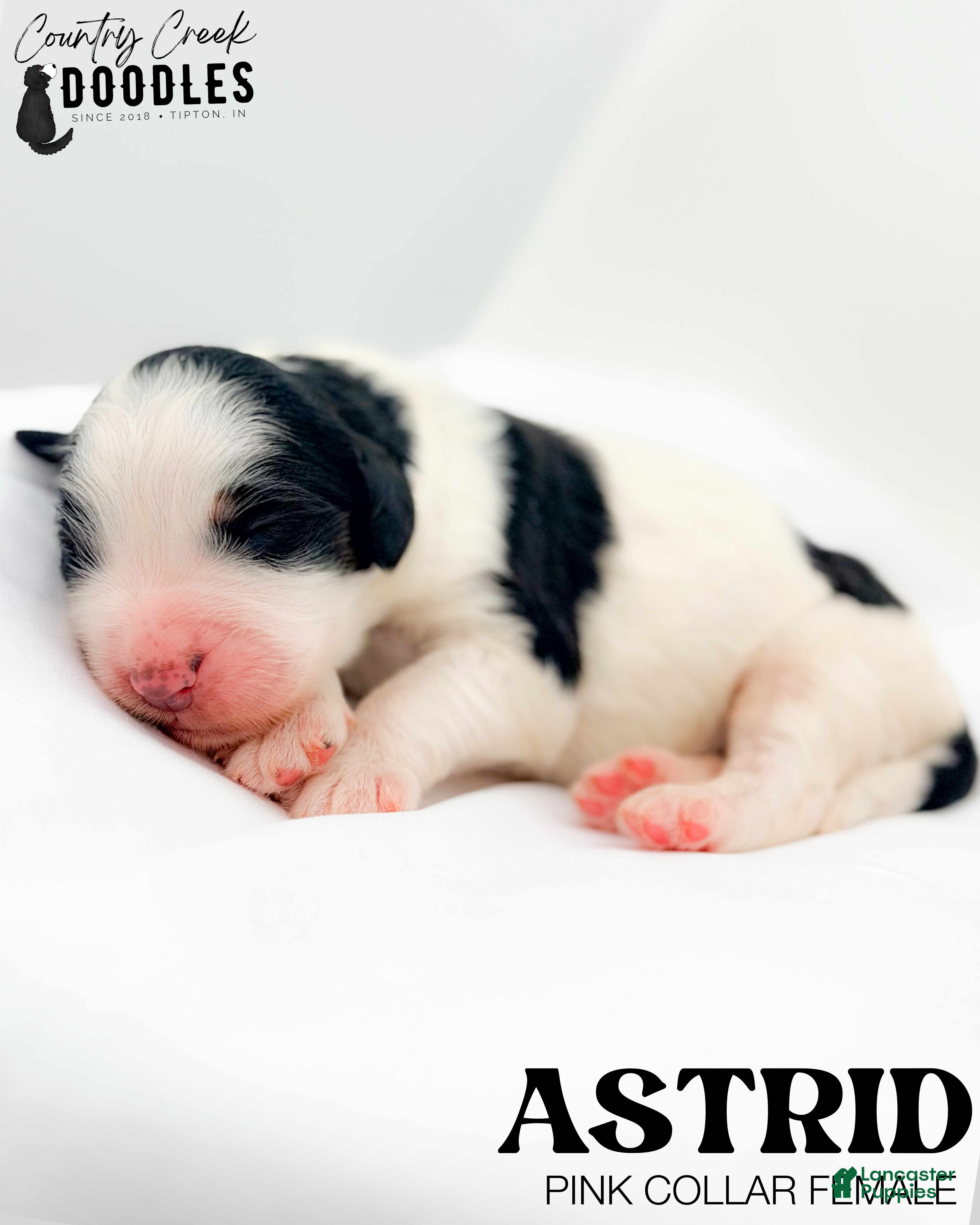 Bernedoodle dogs Astrid - Ad 36