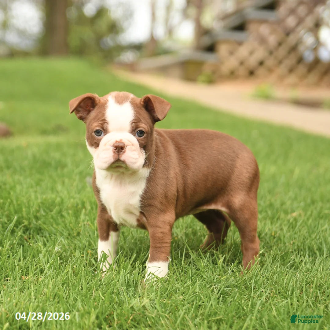 Boston Terrier dogs for sale: Ruby - Ad 2