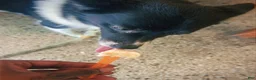 Mixed Breed dogs for sale: Stella - Ad 3