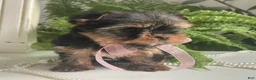 Yorkshire Terrier dogs for sale: Cali - Ad 12