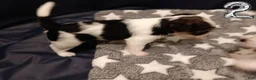 Mixed Breed dogs for sale: Pumpkin - Ad 3