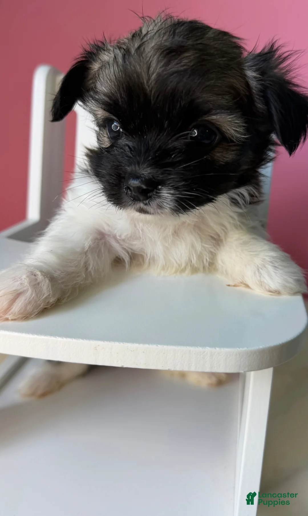 Chihuahua dogs for sale: Chihuahua Puppy 3 - Ad 16