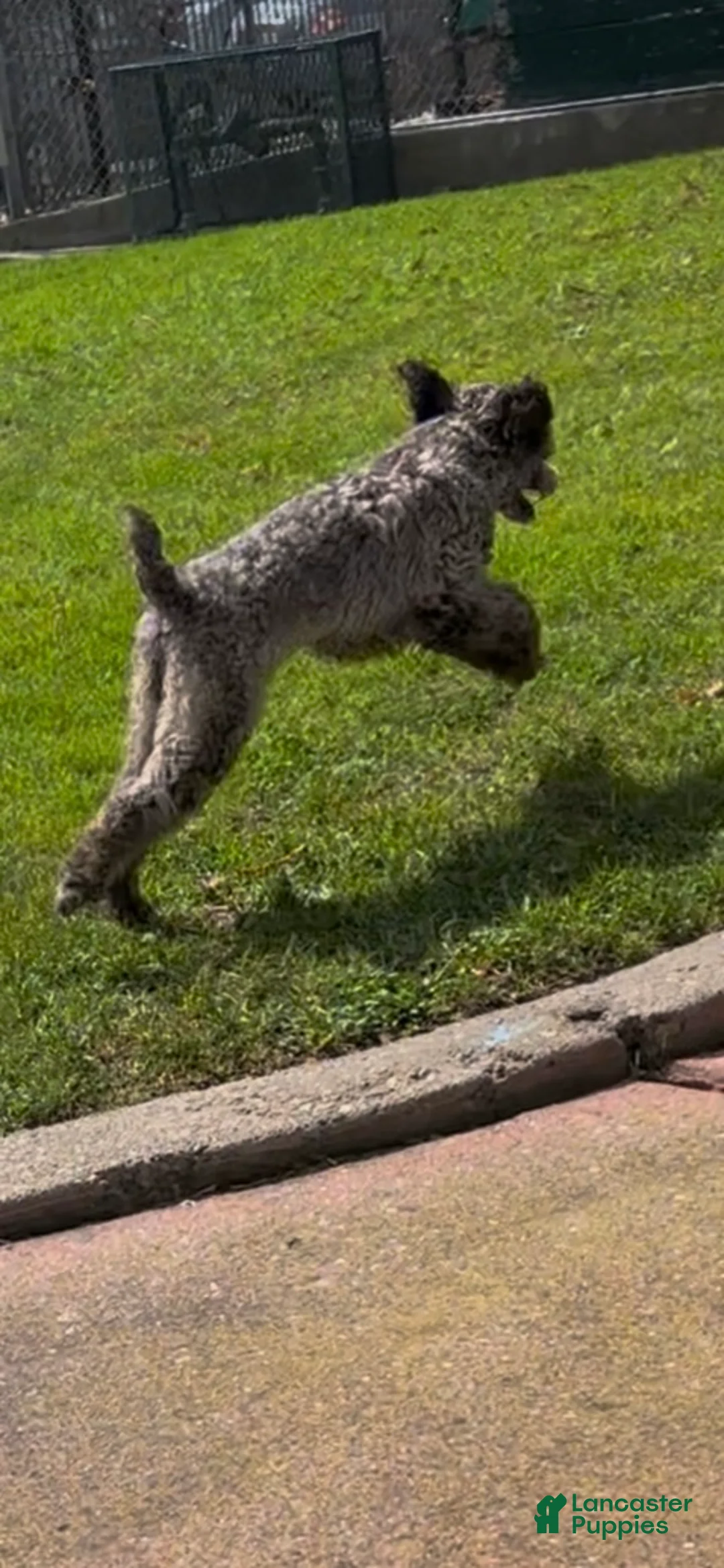 Miniature Poodle dogs for stud: Abel  - Ad 2