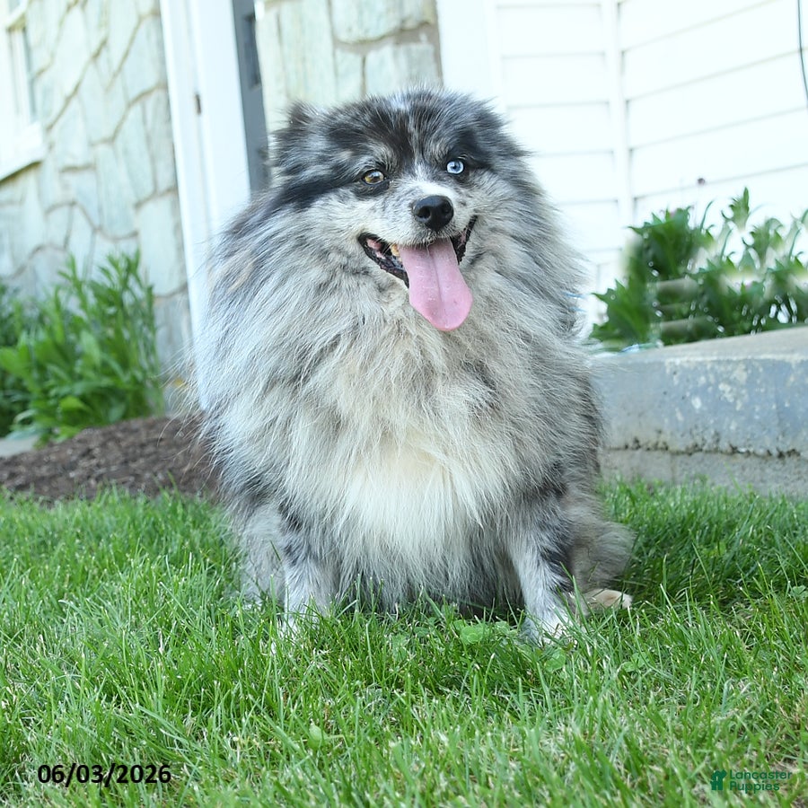 Pomsky dogs for sale: Cody - Ad 3