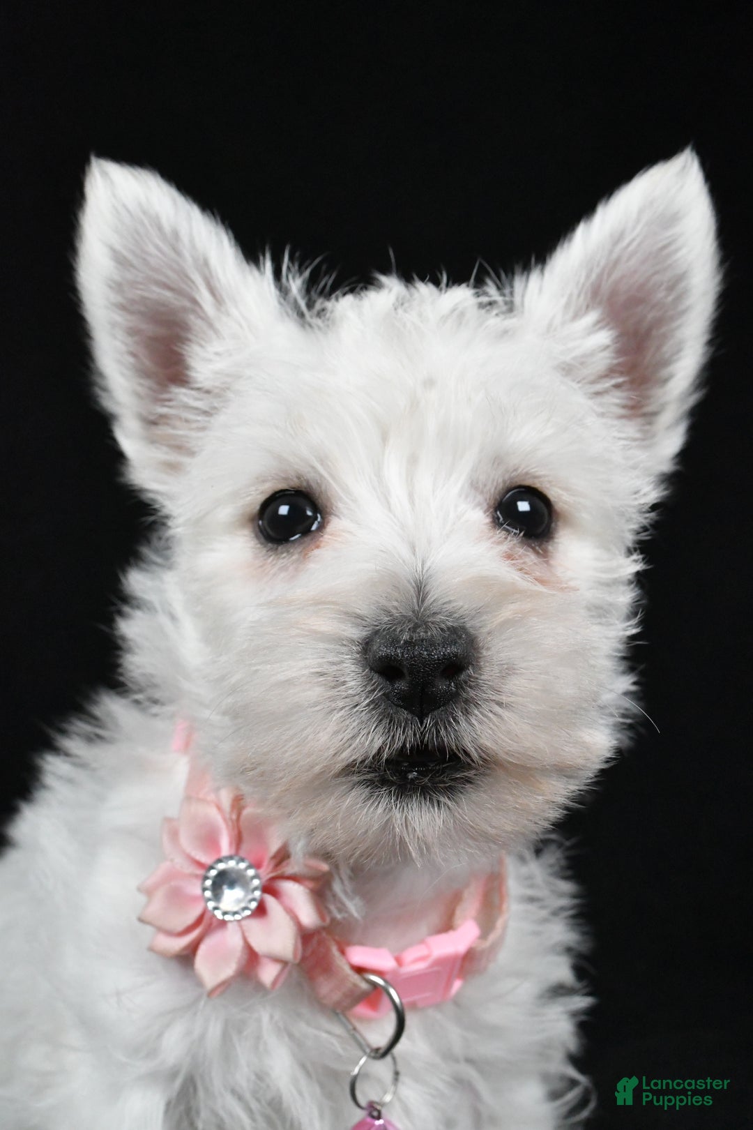 West Highland Terrier dogs for sale: Dan - Ad 10