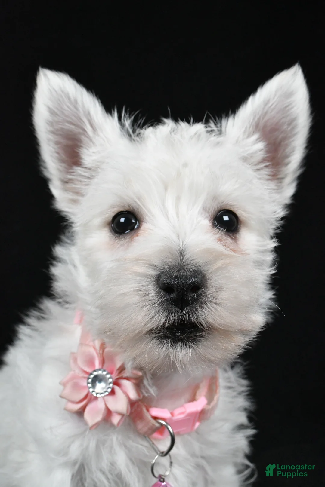 West Highland Terrier dogs for sale: Dan - Ad 10