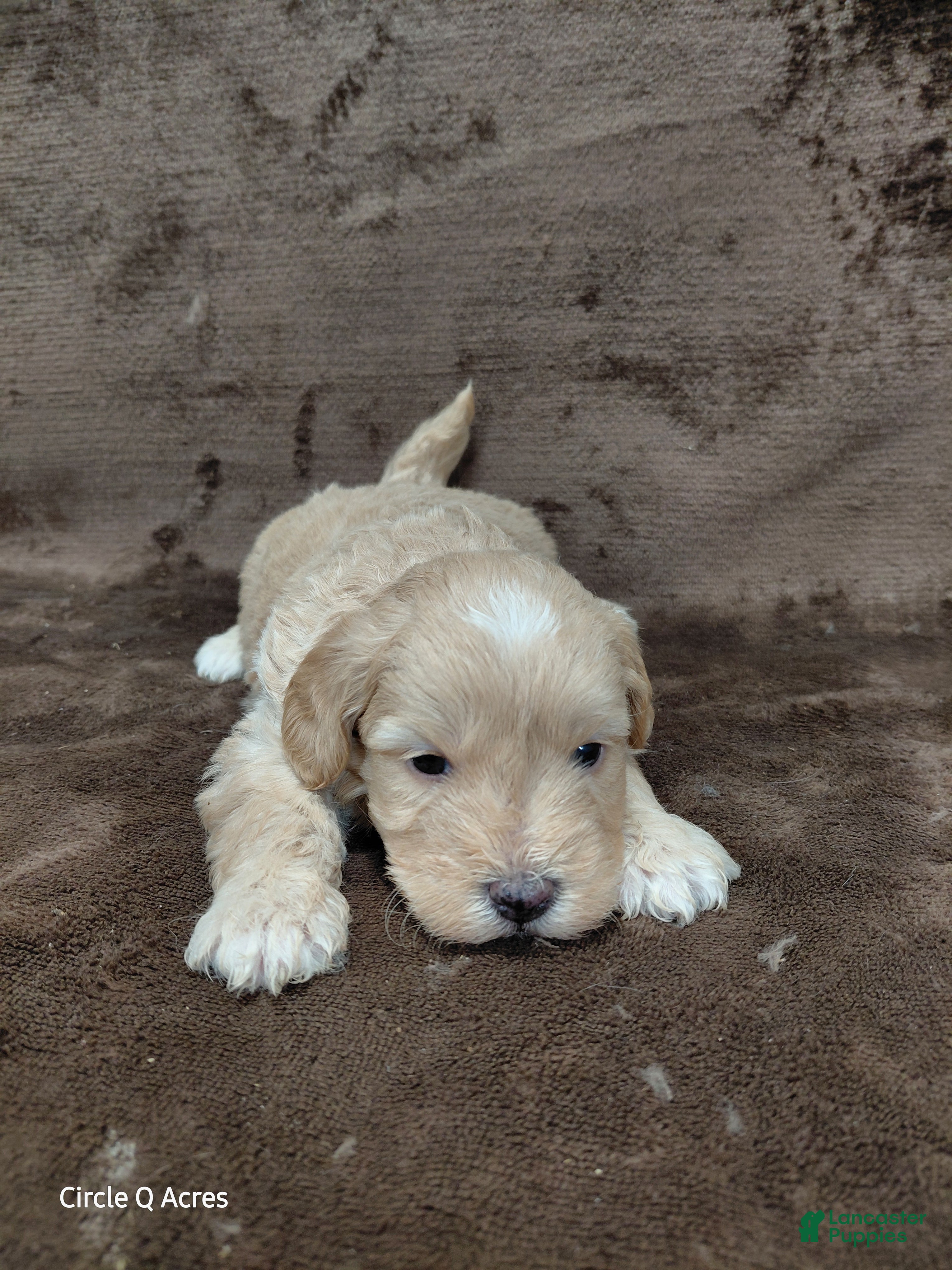Mini Goldendoodle dogs Eddie - Ad 24