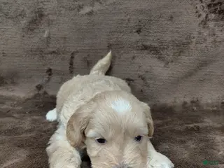 Mini Goldendoodle dogs Eddie - Ad 24