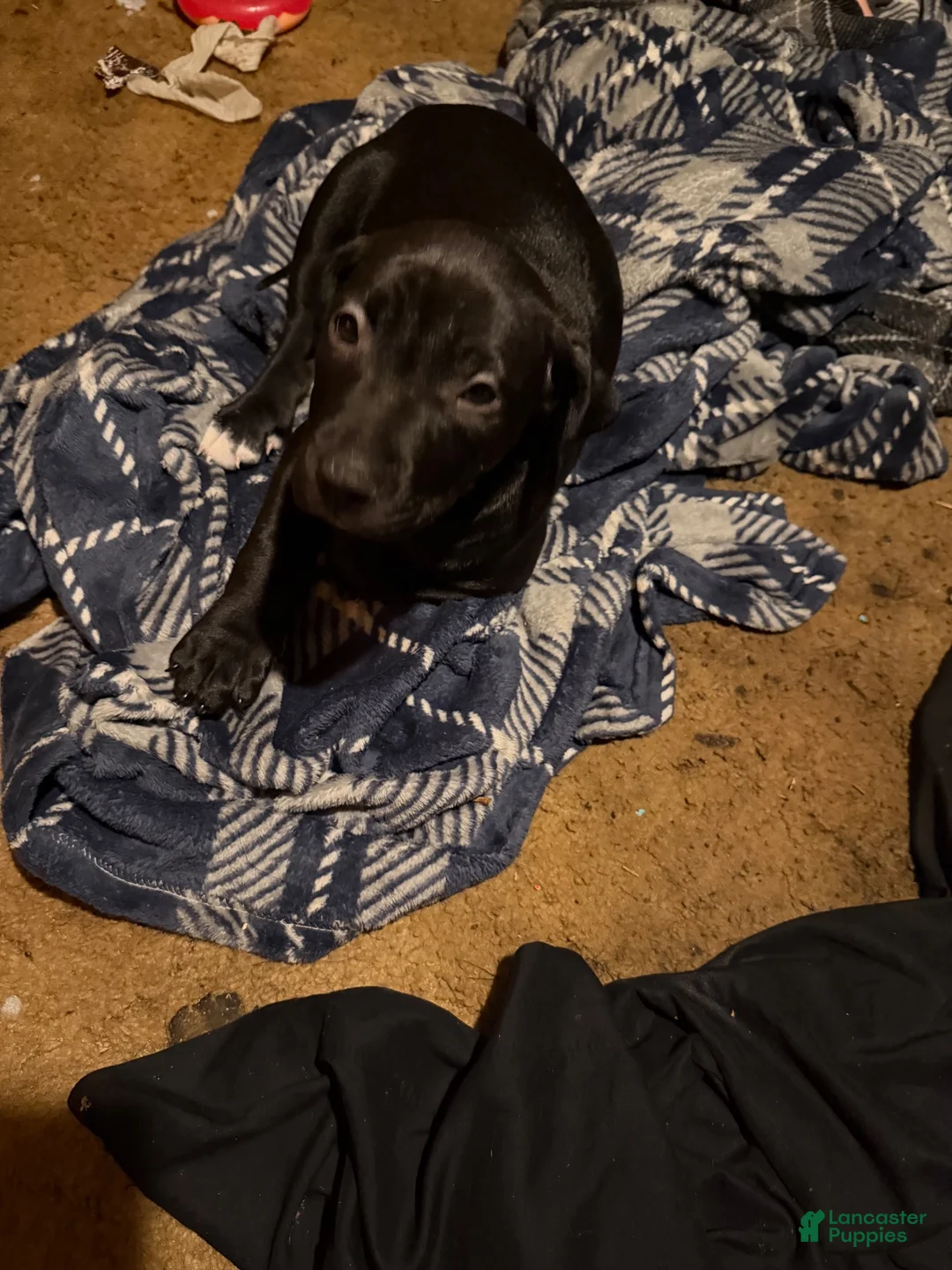 Mixed Breed dogs for sale: Mixed Breed 2 - Ad 1