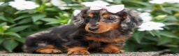 Miniature Dachshund dogs for sale:   Hailey 🎀 - Ad 4