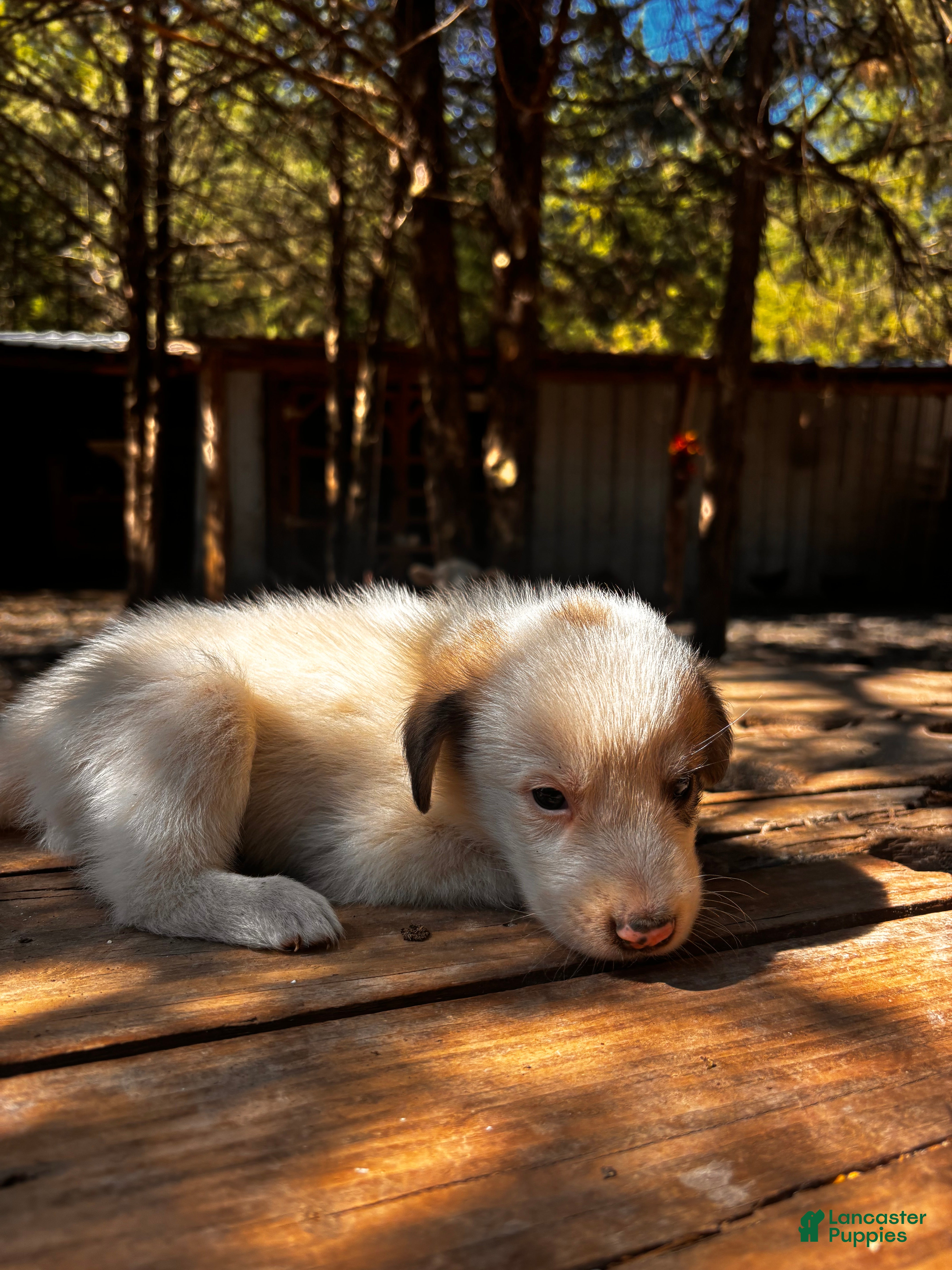 Great Pyrenees