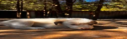 Great Pyrenees dogs for sale: Great Pyrenees 3 - Ad 1