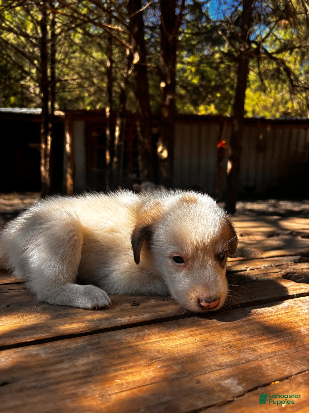 Great Pyrenees dogs for sale: Great Pyrenees 3 - Ad 1