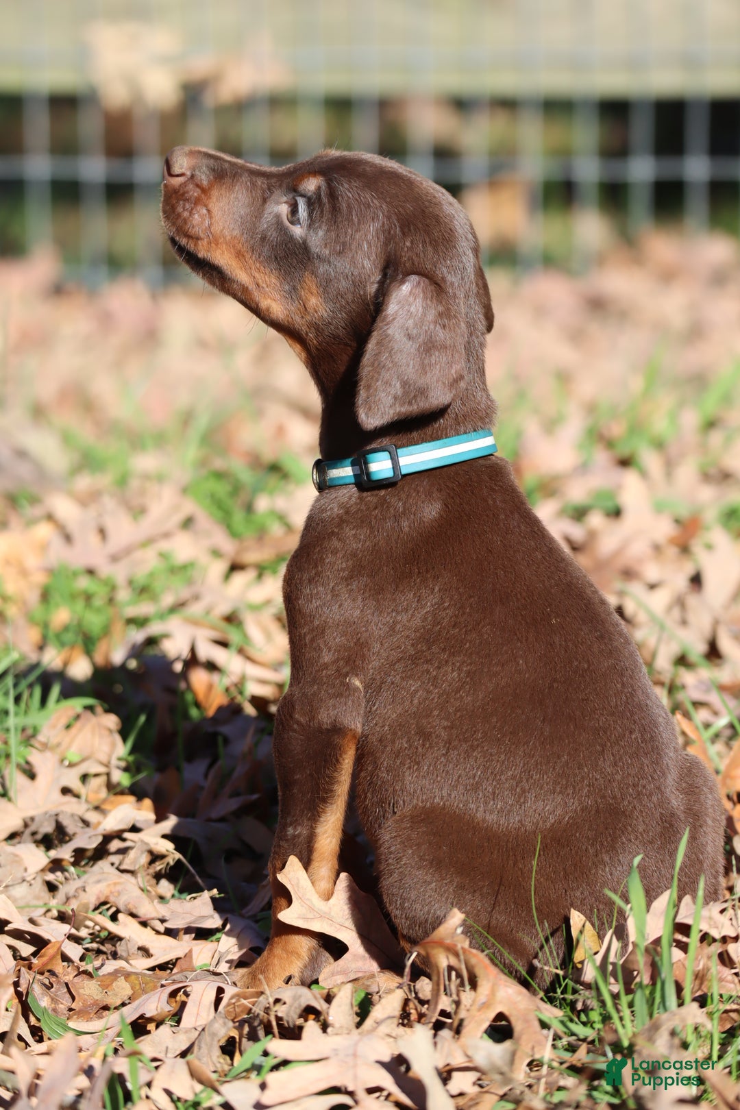 Doberman Pinscher dogs for sale: Hunter - Ad 4