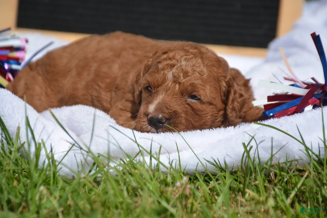 Mini Goldendoodle dogs for sale: Dawn Mini Goldendoodle 4 - Ad 2