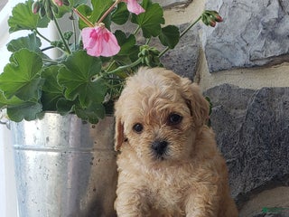 Mixed Breed dogs - Ad 7