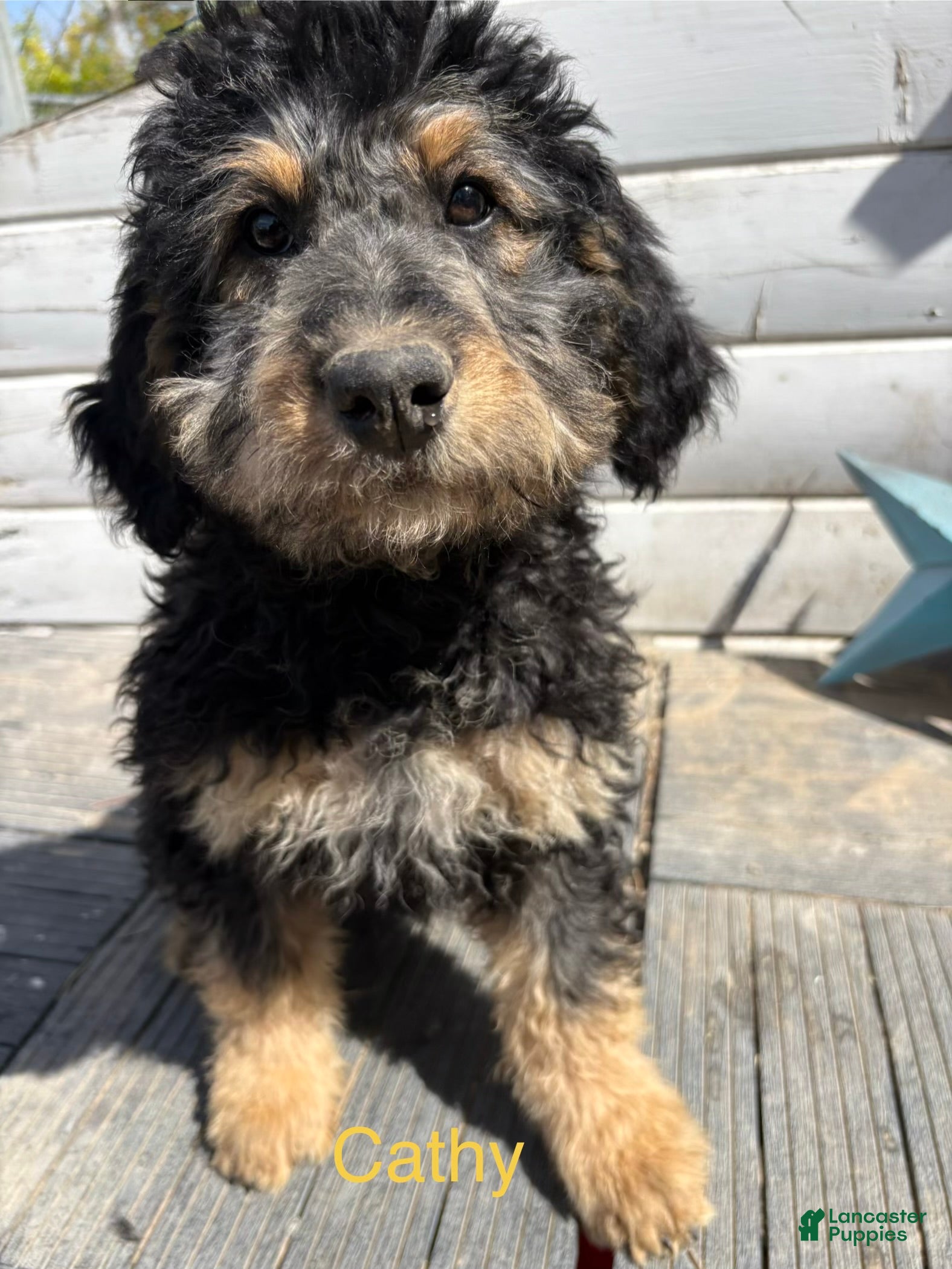 Bernedoodle dogs Bernedoodle Puppy 1 - Ad 1