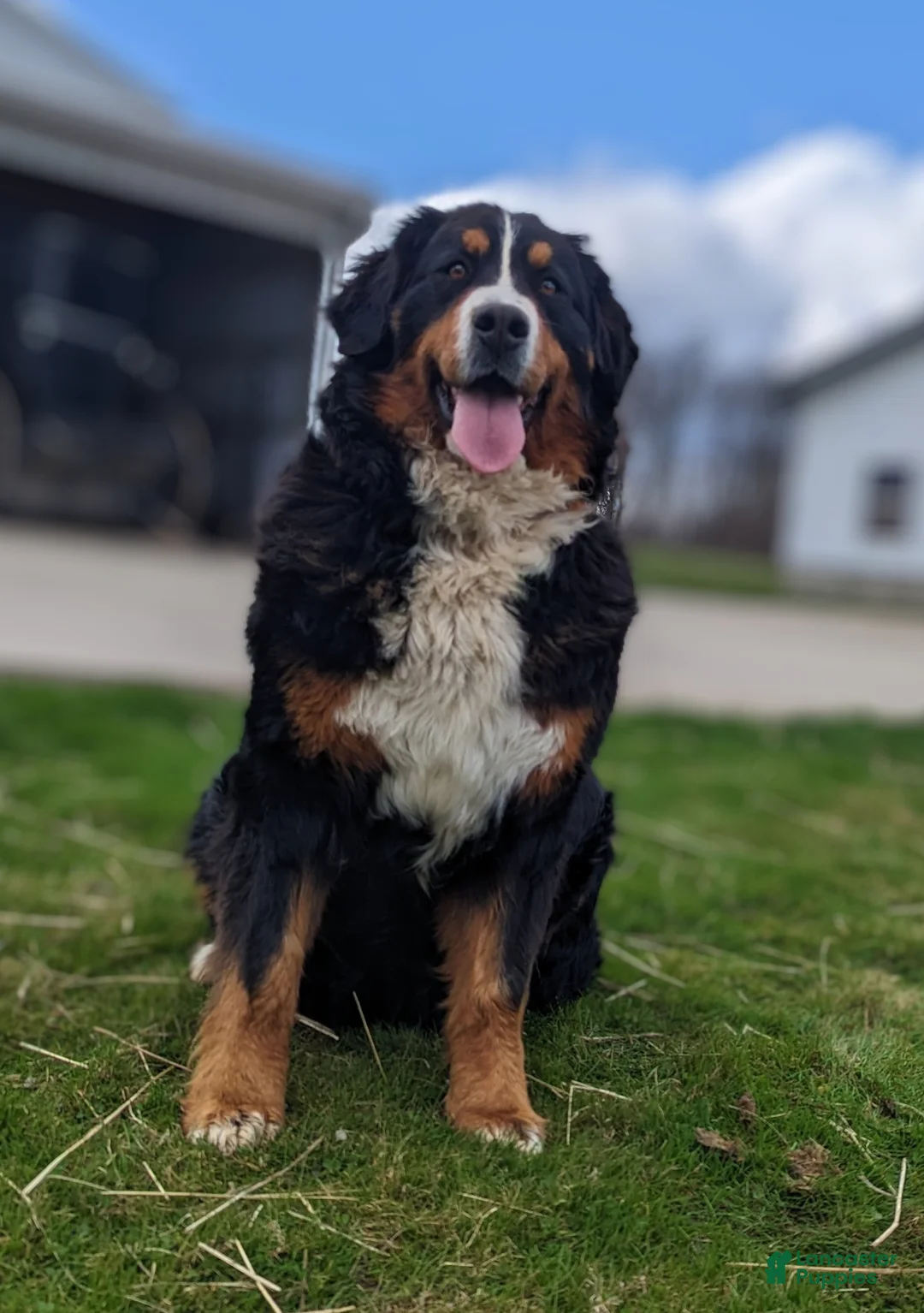 Mini Bernedoodle dogs for sale: Mini Nemo  - Ad 14