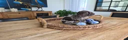 German Shorthaired Pointer dogs for sale: German Shorthaired Pointer 2 - Ad 5