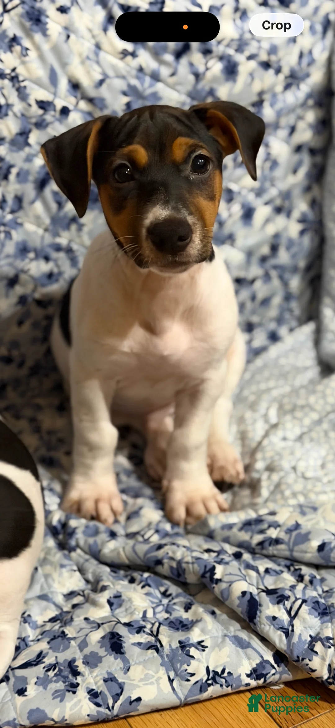 Jack Russell Terrier dogs for sale: Jack Russell Terrier 1 - Ad 1