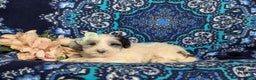 Maltipoo dogs for sale: Devanie - Ad 4