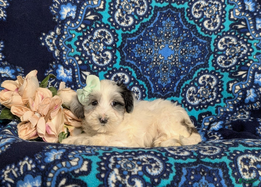 Maltipoo dogs for sale: Devanie - Ad 4