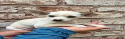 Chihuahua dogs for sale: Poppy - Ad 2