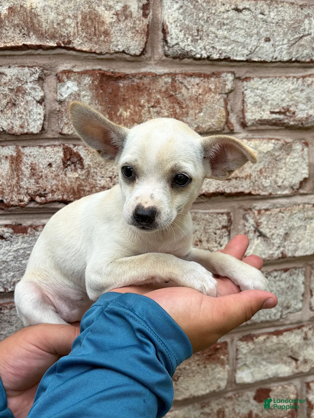 Chihuahua dogs for sale: Poppy - Ad 2