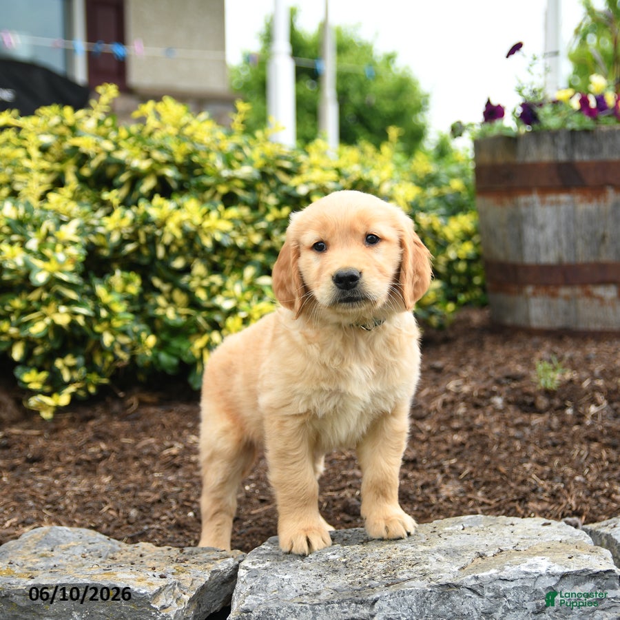 Golden Retriever dogs Jeremy - Ad 1