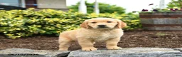 Golden Retriever dogs for sale: Jeremy - Ad 1