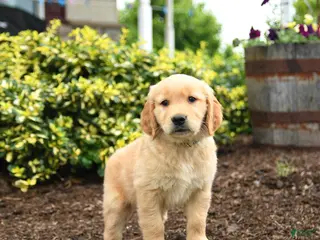 Golden Retriever dogs for sale: Jeremy - Ad 1