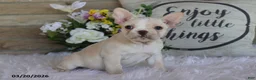 Frenchton dogs for sale: Leo - Ad 2