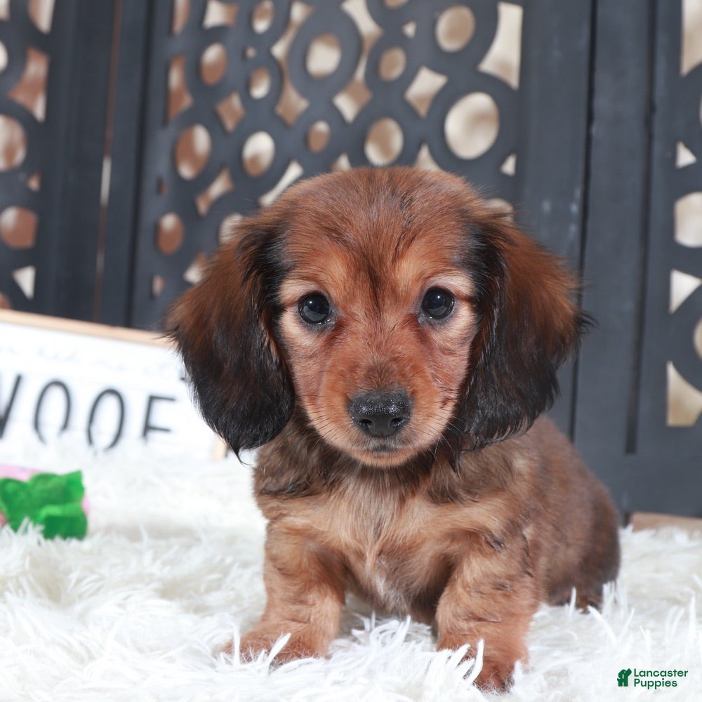 Miniature Dachshund dogs Miniature Dachshund Puppy Roxy - Ad 2
